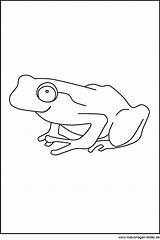 Frosch Malvorlage Ausmalbild Ausmalbilder Schablone Datei sketch template