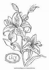 Coloring Lily Pages Flower Colouring Lilies Realistic Flowers Color Printable Orchid Stargazer Drawing Pencil Drawings Name Print Sheets Book Google sketch template
