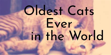 oldest cats    world oldestorg