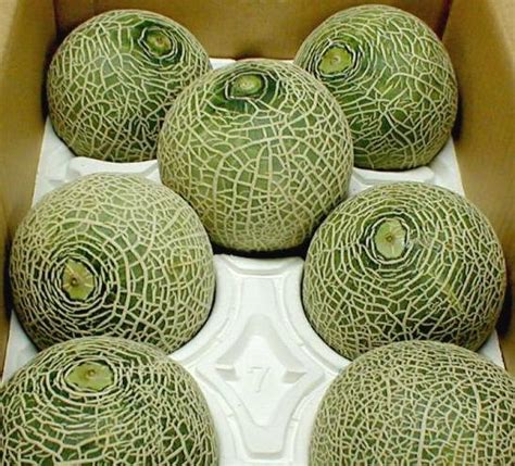 tobaisa yamagata and akita from red meat melons quincy lupiared six or seven pieces with