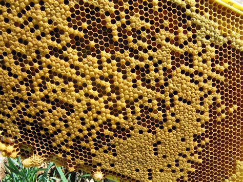 coon hollow farm   hive