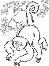 Coloring Pages Procoloring Monkey Printable sketch template