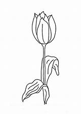 Coloring Tulip sketch template