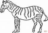 Zebra Ausmalbild Coloring sketch template