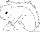Squirrel Red Coloring Coloringpages101 Pages sketch template