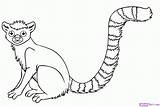 Rainforest Animals Lemur Tailed Endangered Ring Lemurs Coloringbay Library Coloringhome sketch template