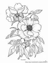 Peony Coloring Flower Rose Pages Drawing Wild Drawings Flowers Line Outline Color Pfingstrose Patterns цветочные Painting Fabric Getcolorings Google рисунки sketch template