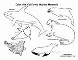 Mammals California Animals Marine Habitats Amphibians Coloring Exploringnature Reptiles Color Pages Birds State Drawing Sea Science Animal Mammal Ca Seal sketch template