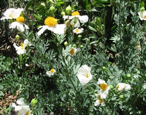 Favorite So California Native Plants If Nature Could Talk