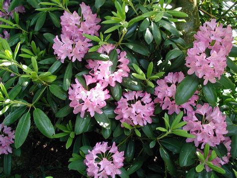 propagate rhododendrons  azaleas  cuttings