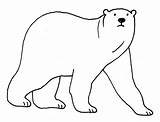 Orso Polari Polare Orsi Atlante Cura Elasti sketch template