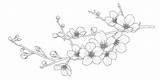 Blossom Cherry Drawing Blossoms Flower sketch template