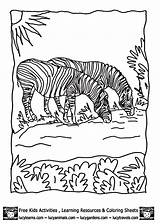 Coloring Pages Biome Animals Prairie Grassland Kids Zebra Library Clipart Grasslands Colouring Comments Related sketch template