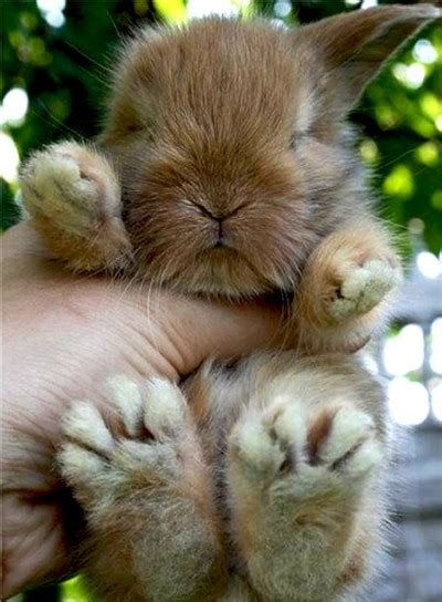 bunny cute  tiny page