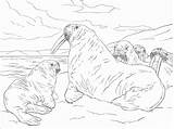 Walrus Coloring Pages Family Realistic Printable Coloringbay Main Categories Skip sketch template