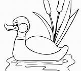Mallard Duck Coloring Realistic Pages Getcolorings Du Color Printable Print sketch template
