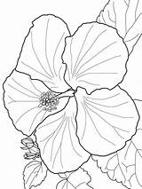 Hibiscus Coloring Flower Pages Color Flowers Printable Print sketch template
