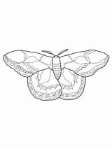 Moth Coloring Silk Pages Printable Rothschilds Drawing Sketch Color Categories Drawings Getcolorings Template sketch template