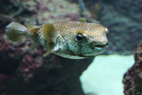 pufferfish    blowfish    symmetric en flickr