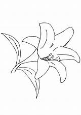 Lily Desert Coloring Pages Categories Flowers Game Print sketch template