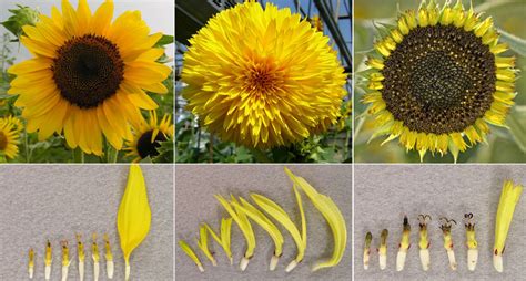 Genetic Clue To Van Goghs Mutant Sunflowers Discovered Wired