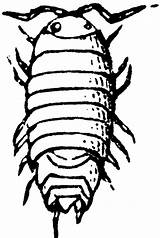 Isopods Clipart Etc Original Medium Large Usf Edu sketch template
