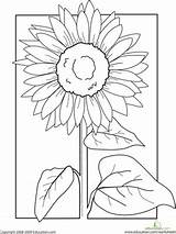 Worksheets Worksheet Zonnebloem Zonnebloemen Sunflowers Tekenen Kleurplaten sketch template