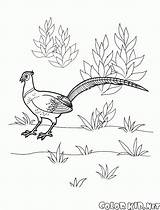 Coloring Pages Pheasant Colorkid Bažant Birds Pinu Cz Zdroj Google Omalovánka Obrázku Výsledek Pro sketch template