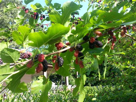 mulberry bush tree storybook pinterest