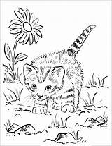Chaton Gatos Mignon Gatti Chats Imprimer Adultos Coloriages Katzen Malbuch Erwachsene Adulti Jouant Katze Chatons Justcolor Gatto 1123 Animal Animaux sketch template