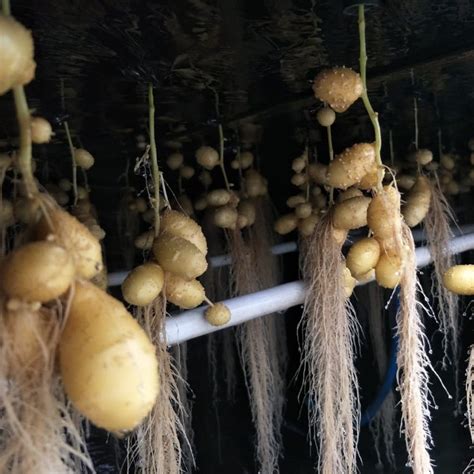 tanaman kentang hidroponik hidroponik indonesia