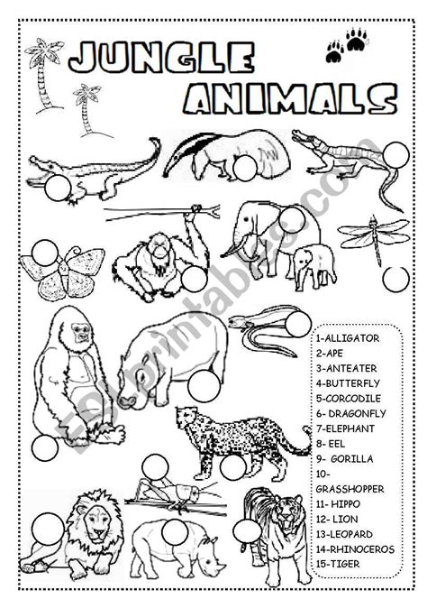 jungle animals worksheet activity sheet match  jungle animals