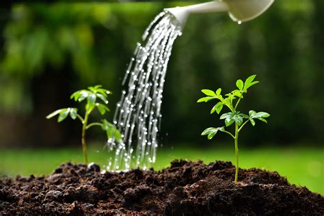 water besparen  je tuin  slimme tips natuurmonumenten
