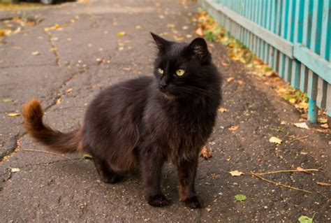 images kitten black cat fauna whiskers vertebrate norwegian