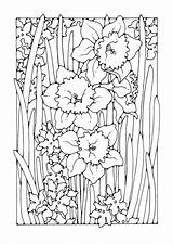 Narcissus Coloring sketch template
