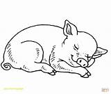 Coloring Pages Pig Baby Sleeping Pigs Printable Piggy Fern Drawing Cute Minecraft Print Realistic Colouring Miss Adult Color Wilbur Book sketch template
