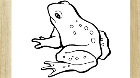 como desenhar um sapo fÁcil how to draw frog easy