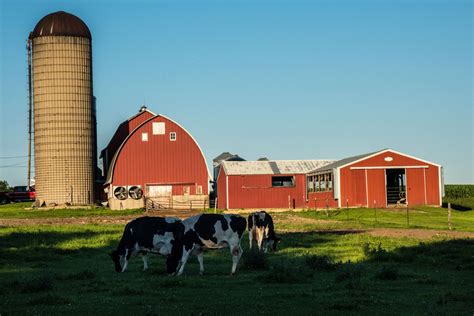 struggling wisconsin dairy sector  shift votes  trump