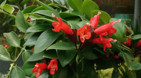 lipstick plant guide   care   aeschynanthus radicans backyard boss