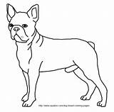 Boston Terrier Coloring Pages Dog Sheets Breed Printable Highland West Color Designlooter Template Print Getcolorings 31kb 258px Peachy sketch template