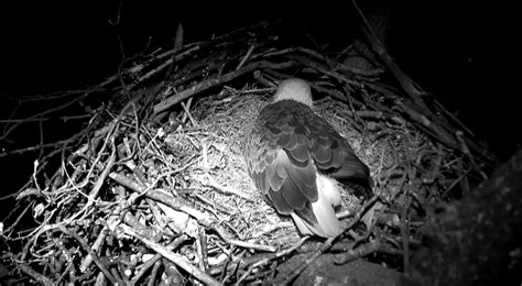 cameras show newly nesting national arboretum bald eagles wtop news