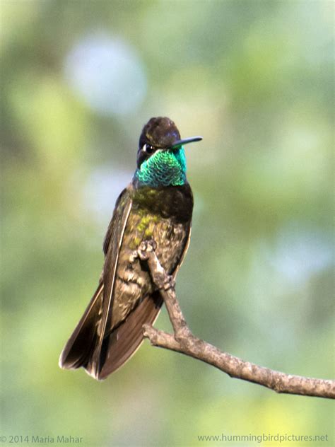 magnificent hummingbird