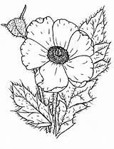 Poppy Coquelicot Remembrance Coloriages sketch template