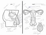 Reproductive Male Female System Label Drawing Systems Adults When Asked Drawings Try Name Horribly Wrong Goes Getdrawings Easy Happens Group sketch template