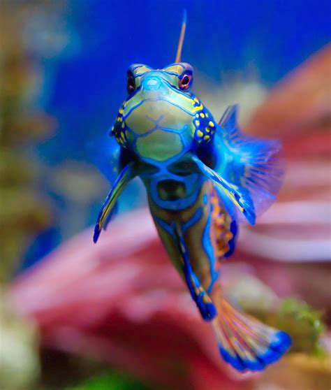 top   colorful  beautiful fish mathias sauer