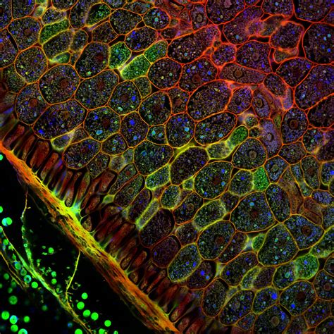 confocal microscopy  plant tissues microscope  fro flickr