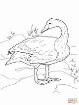Swan Coloring Trumpeter Pages Tundra Shore Printable Drawing Designlooter Drawings 17kb 1600px 1200 sketch template
