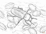Escarabajo Harina Gusano Beetle sketch template