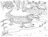 Coloring Pages Alligator Popular sketch template