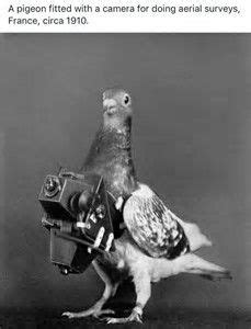 image result  pigeon drone bald eagle pigeon animals